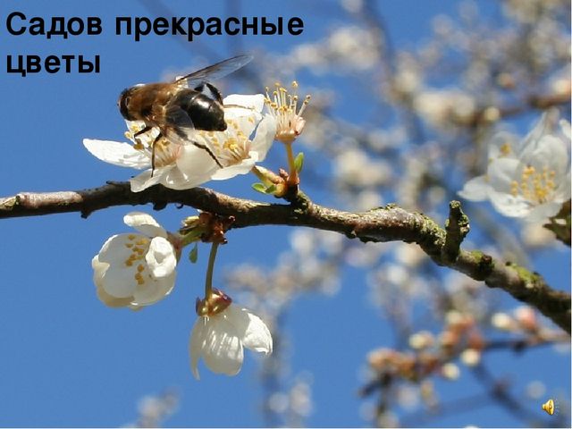 Презентация к интегрированному занятию "Что такое весна"