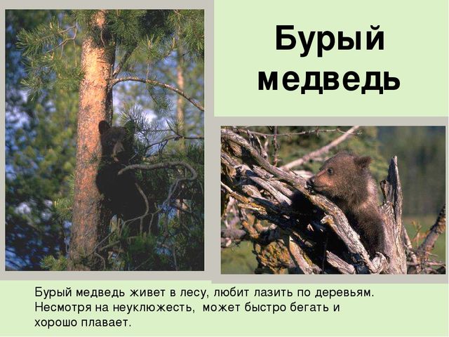 Презентация на тему: "Дикие животные наших лесов"