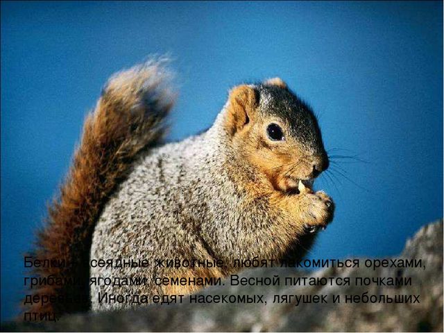 Презентация на тему: "Дикие животные наших лесов"