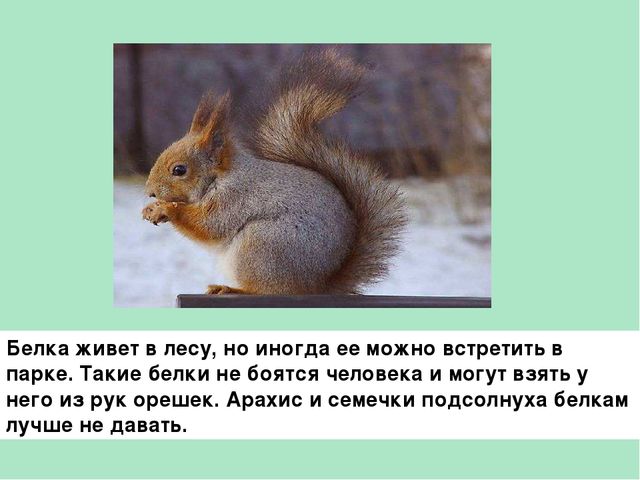 План описания белки