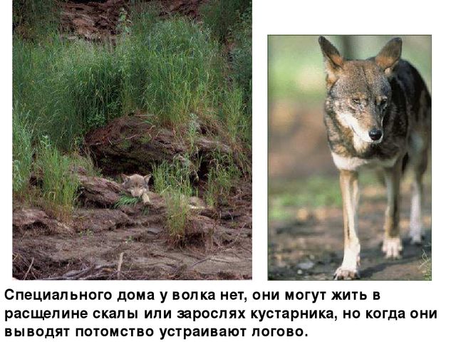 Презентация на тему: "Дикие животные наших лесов"