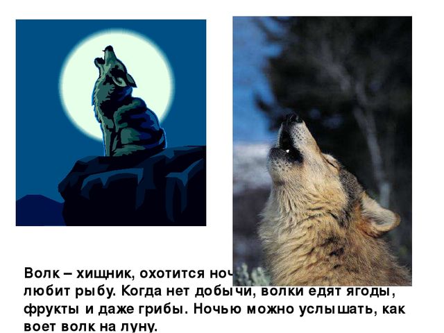 Презентация на тему: "Дикие животные наших лесов"