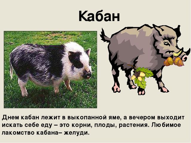 Кабан с днем рождения картинки