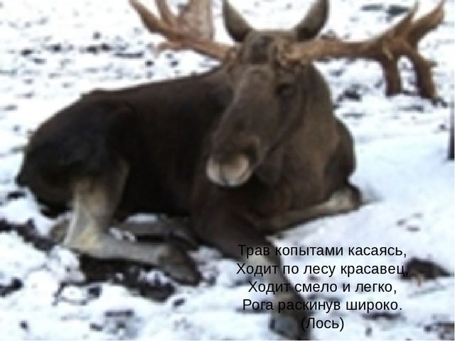 Презентация на тему: "Дикие животные наших лесов"