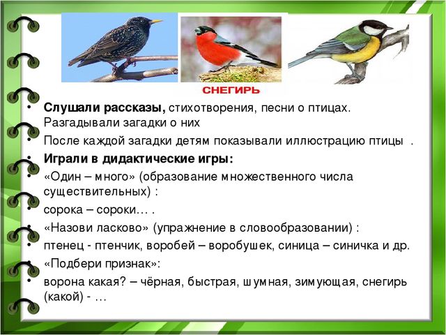 Презентация к проекту "Здравствуйте птицы" младшая разновозрастная группа