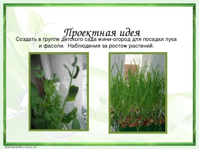 Презентация проекта "Зеленый лучок".