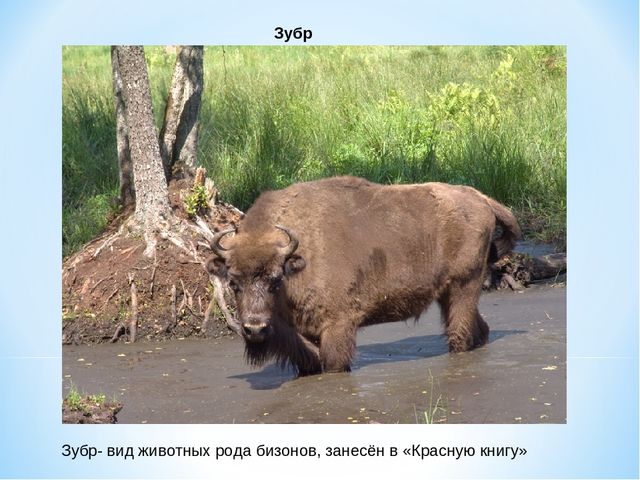 Презентация "10 символов Беларуси"