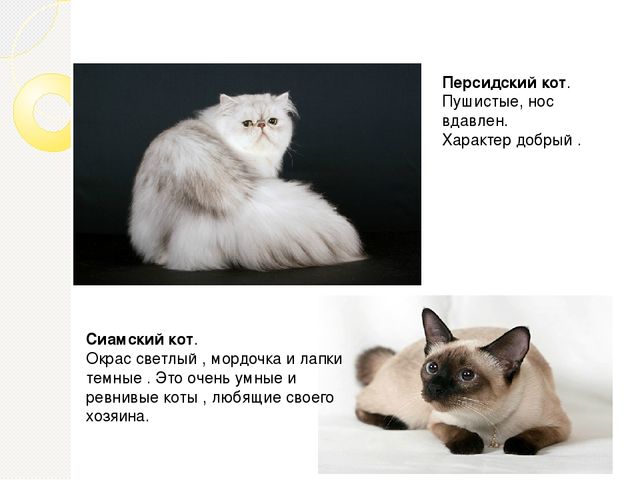 Презентация проекта " Мой любимый Рыжик"