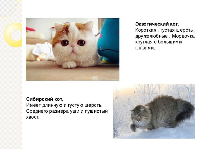 Презентация проекта " Мой любимый Рыжик"