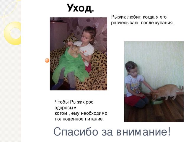 Презентация проекта " Мой любимый Рыжик"