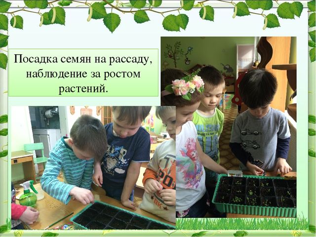 Презентация на тему "Зеленая планета детства" в старшей группе МАДОУ д/с № 4 "Ивушка"