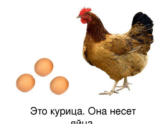 Презентация по русскому языку "Домашние птицы" (средняя группа)