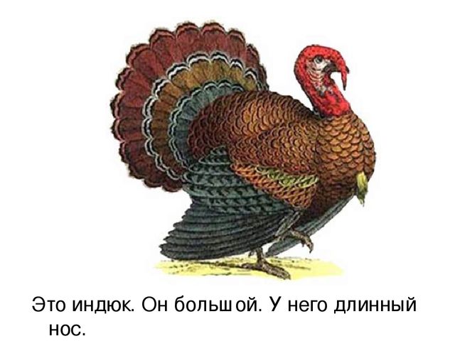 Презентация по русскому языку "Домашние птицы" (средняя группа)