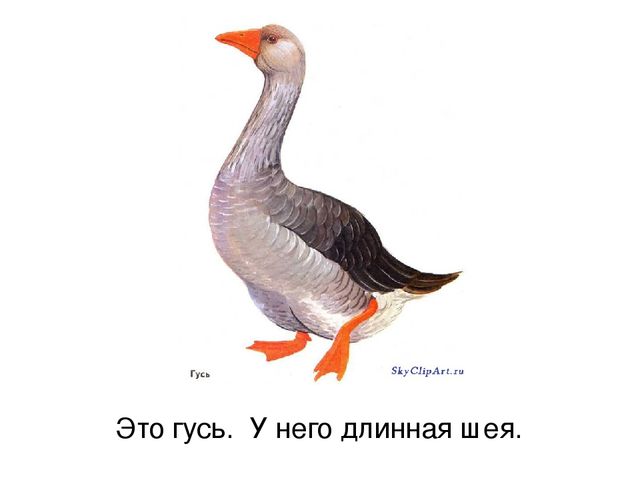 Презентация по русскому языку "Домашние птицы" (средняя группа)