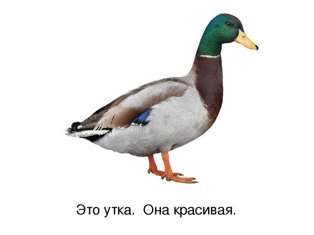 Презентация по русскому языку "Домашние птицы" (средняя группа)