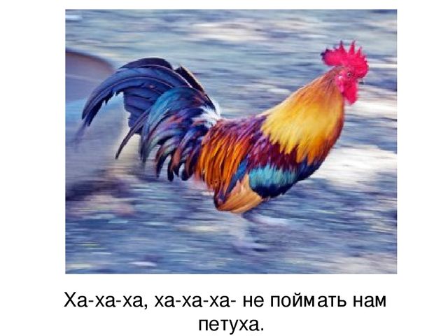 Презентация по русскому языку "Домашние птицы" (средняя группа)