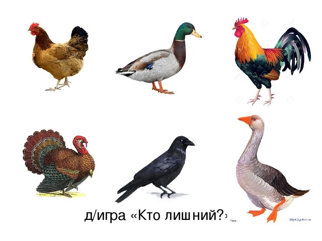 Презентация по русскому языку "Домашние птицы" (средняя группа)