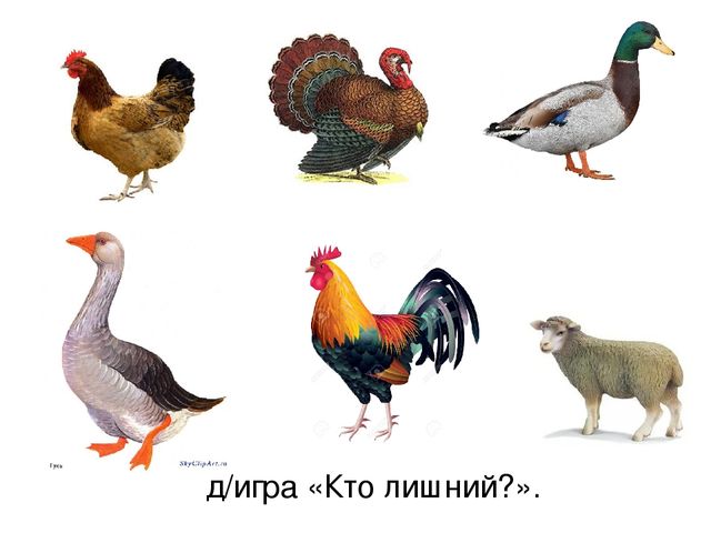 Презентация по русскому языку "Домашние птицы" (средняя группа)