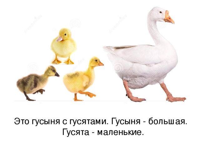 Презентация по русскому языку "Домашние птицы" (средняя группа)