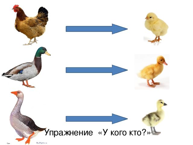 Презентация по русскому языку "Домашние птицы" (средняя группа)
