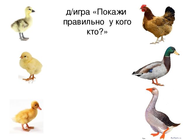 Презентация по русскому языку "Домашние птицы" (средняя группа)
