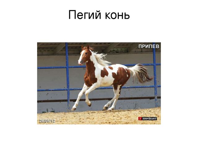 Презентация по речевому развитию к теме "Домашние животные. Кони и их цвета"