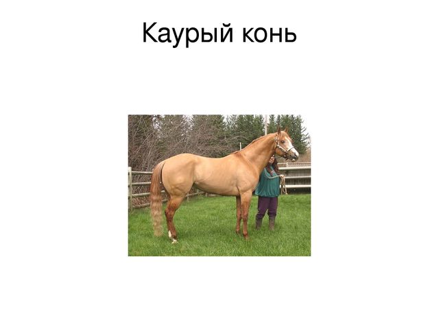 Презентация по речевому развитию к теме "Домашние животные. Кони и их цвета"
