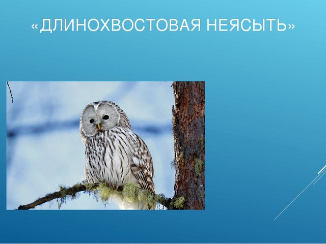 Презентация "ПТИЦЫ СИБИРСКИХ ЛЕСОВ КРАСНОЯРСКОГО КРАЯ"