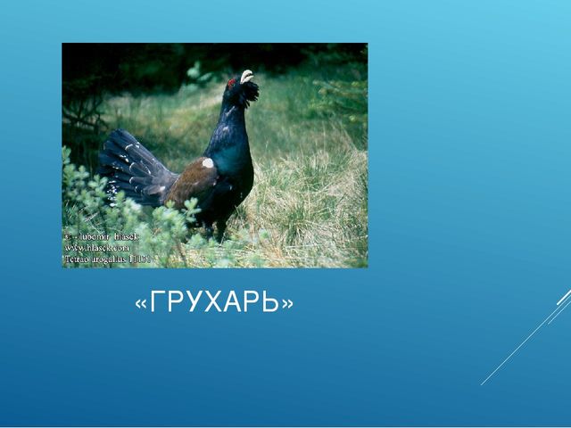 Презентация "ПТИЦЫ СИБИРСКИХ ЛЕСОВ КРАСНОЯРСКОГО КРАЯ"
