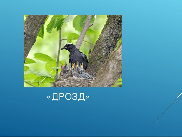 Презентация "ПТИЦЫ СИБИРСКИХ ЛЕСОВ КРАСНОЯРСКОГО КРАЯ"