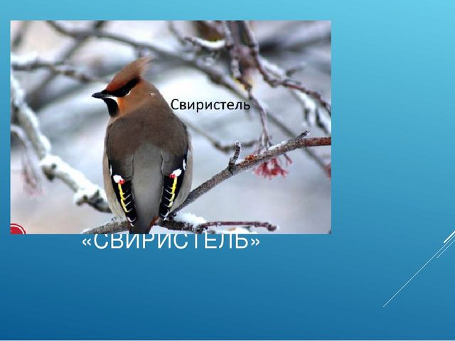 Презентация "ПТИЦЫ СИБИРСКИХ ЛЕСОВ КРАСНОЯРСКОГО КРАЯ"