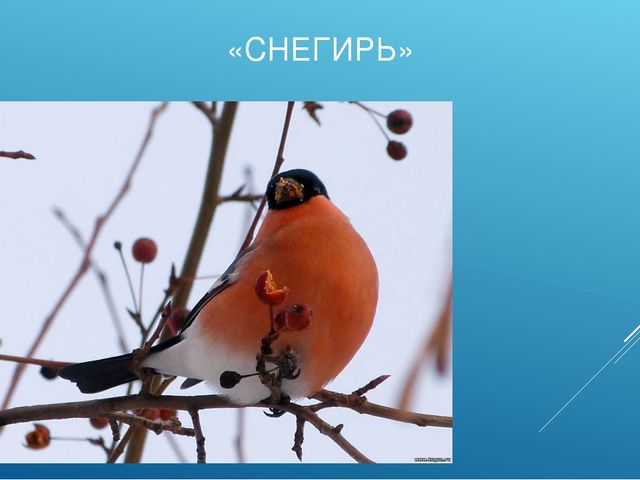 Презентация "ПТИЦЫ СИБИРСКИХ ЛЕСОВ КРАСНОЯРСКОГО КРАЯ"
