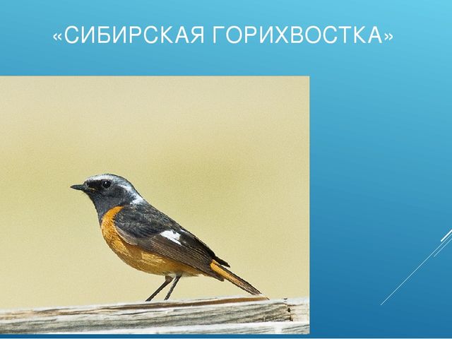 Презентация "ПТИЦЫ СИБИРСКИХ ЛЕСОВ КРАСНОЯРСКОГО КРАЯ"