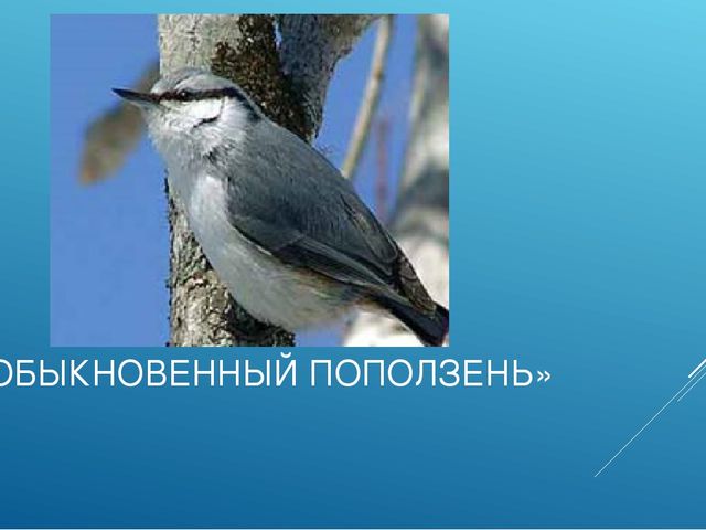 Презентация "ПТИЦЫ СИБИРСКИХ ЛЕСОВ КРАСНОЯРСКОГО КРАЯ"