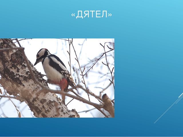 Презентация "ПТИЦЫ СИБИРСКИХ ЛЕСОВ КРАСНОЯРСКОГО КРАЯ"