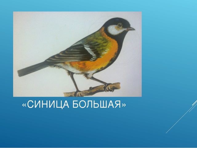 Презентация "ПТИЦЫ СИБИРСКИХ ЛЕСОВ КРАСНОЯРСКОГО КРАЯ"