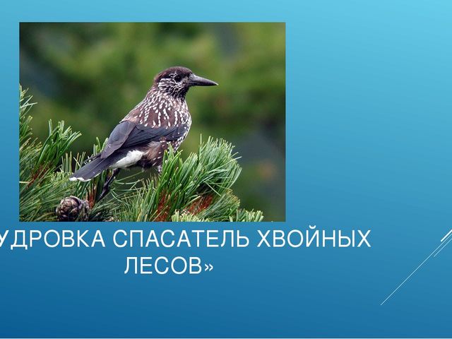 Презентация "ПТИЦЫ СИБИРСКИХ ЛЕСОВ КРАСНОЯРСКОГО КРАЯ"