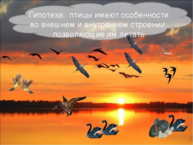 Презентация исследовательской работы "Почему птицы летают?" (подготовительная группа)