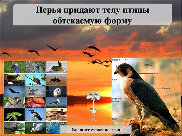 Презентация исследовательской работы "Почему птицы летают?" (подготовительная группа)