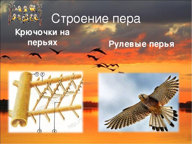 Презентация исследовательской работы "Почему птицы летают?" (подготовительная группа)