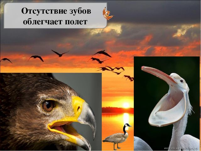 Презентация исследовательской работы "Почему птицы летают?" (подготовительная группа)