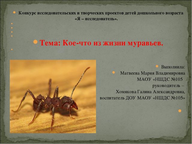 Конкурс исследовательских и творческих проектов детей дошкольного возраста «Я – исследователь».   Тема: Кое-что из жизни муравьев.    