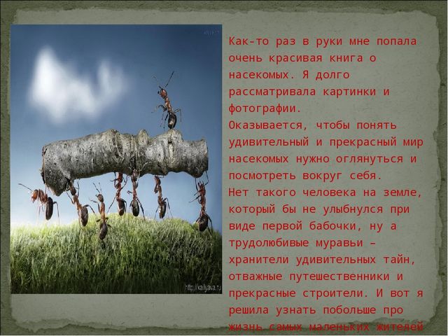 Конкурс исследовательских и творческих проектов детей дошкольного возраста «Я – исследователь».   Тема: Кое-что из жизни муравьев.    