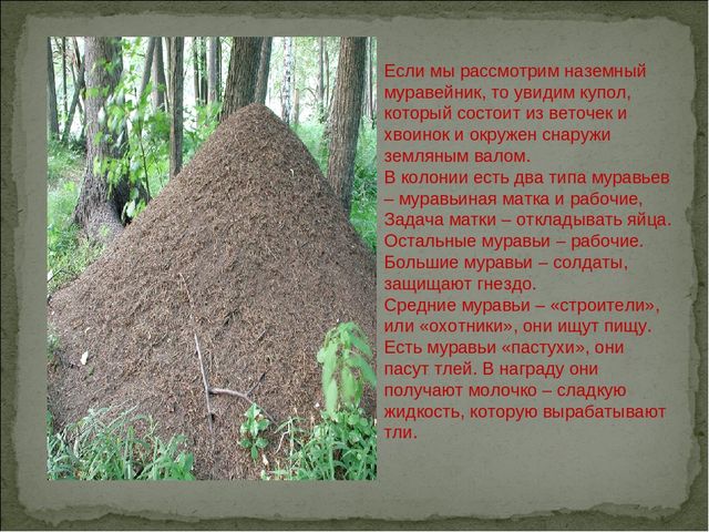 Конкурс исследовательских и творческих проектов детей дошкольного возраста «Я – исследователь».   Тема: Кое-что из жизни муравьев.    