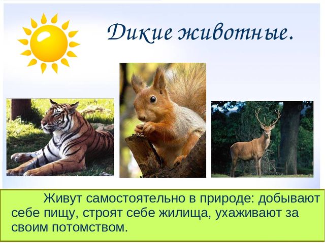 Презентация на тему "Дикие и домашние животные"