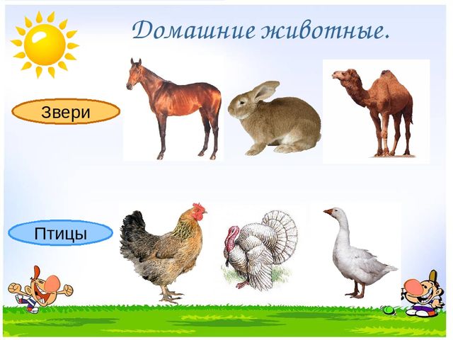 Презентация на тему "Дикие и домашние животные"