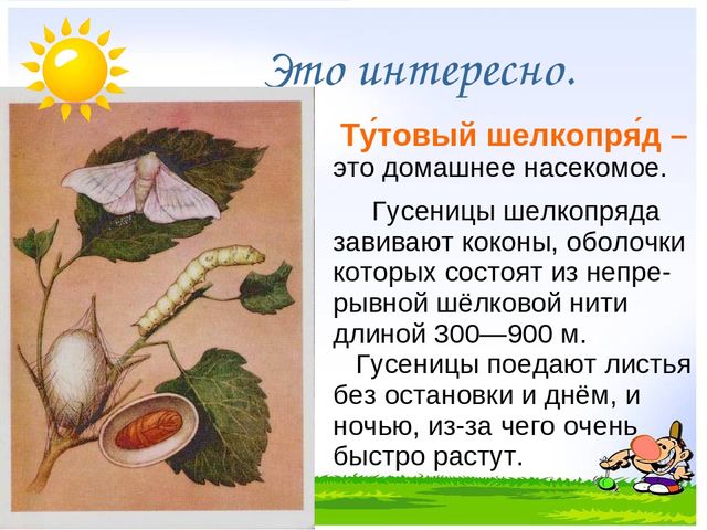 Презентация на тему "Дикие и домашние животные"