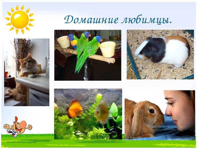 Презентация на тему "Дикие и домашние животные"