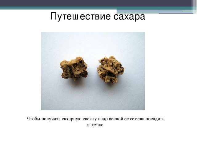 Презентация в подготовительной группе"" Откуда пришел сахарок?"