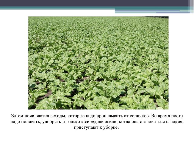 Презентация в подготовительной группе"" Откуда пришел сахарок?"